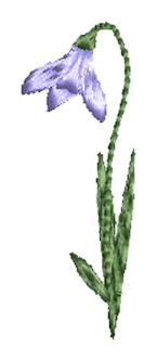 Flowers 02