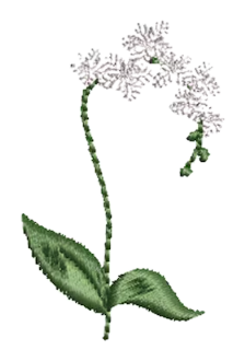 Flowers 07